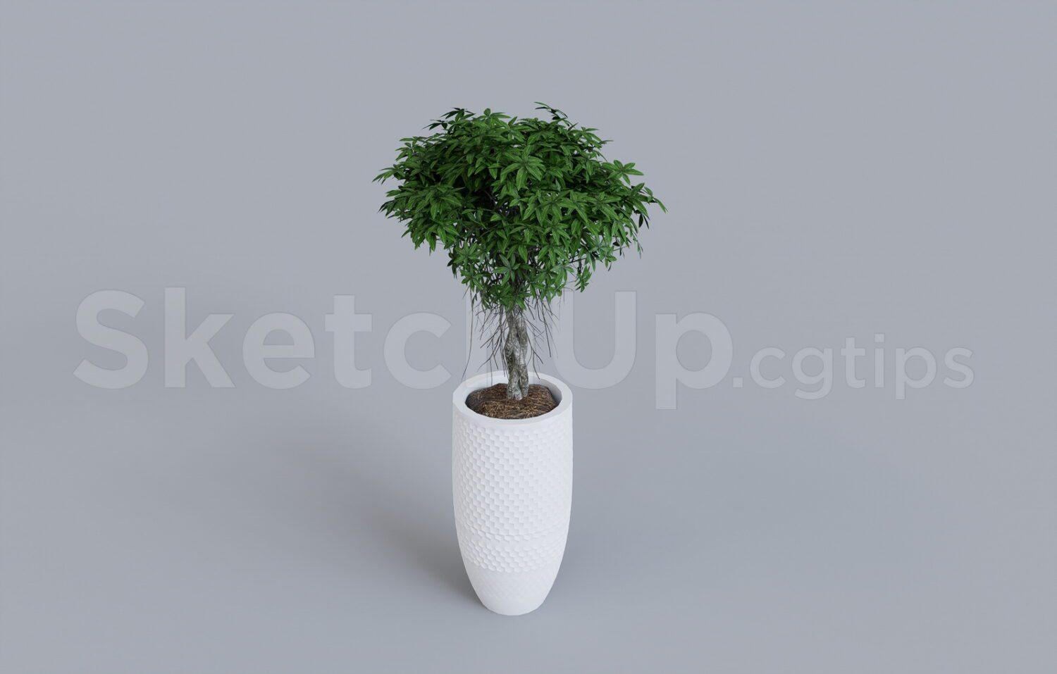 Plant