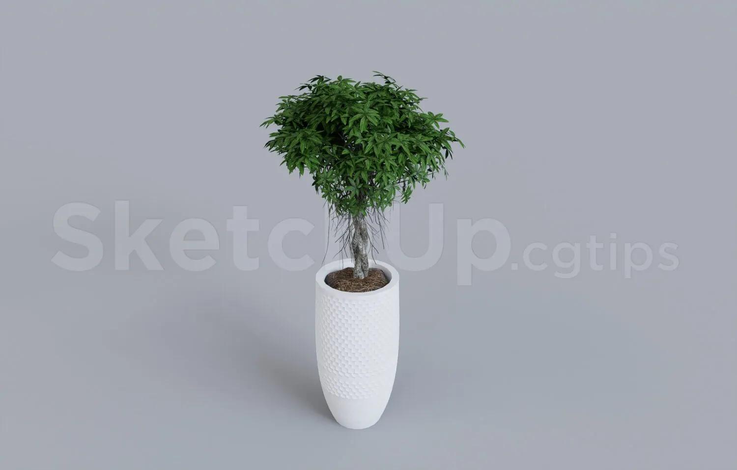 Plant