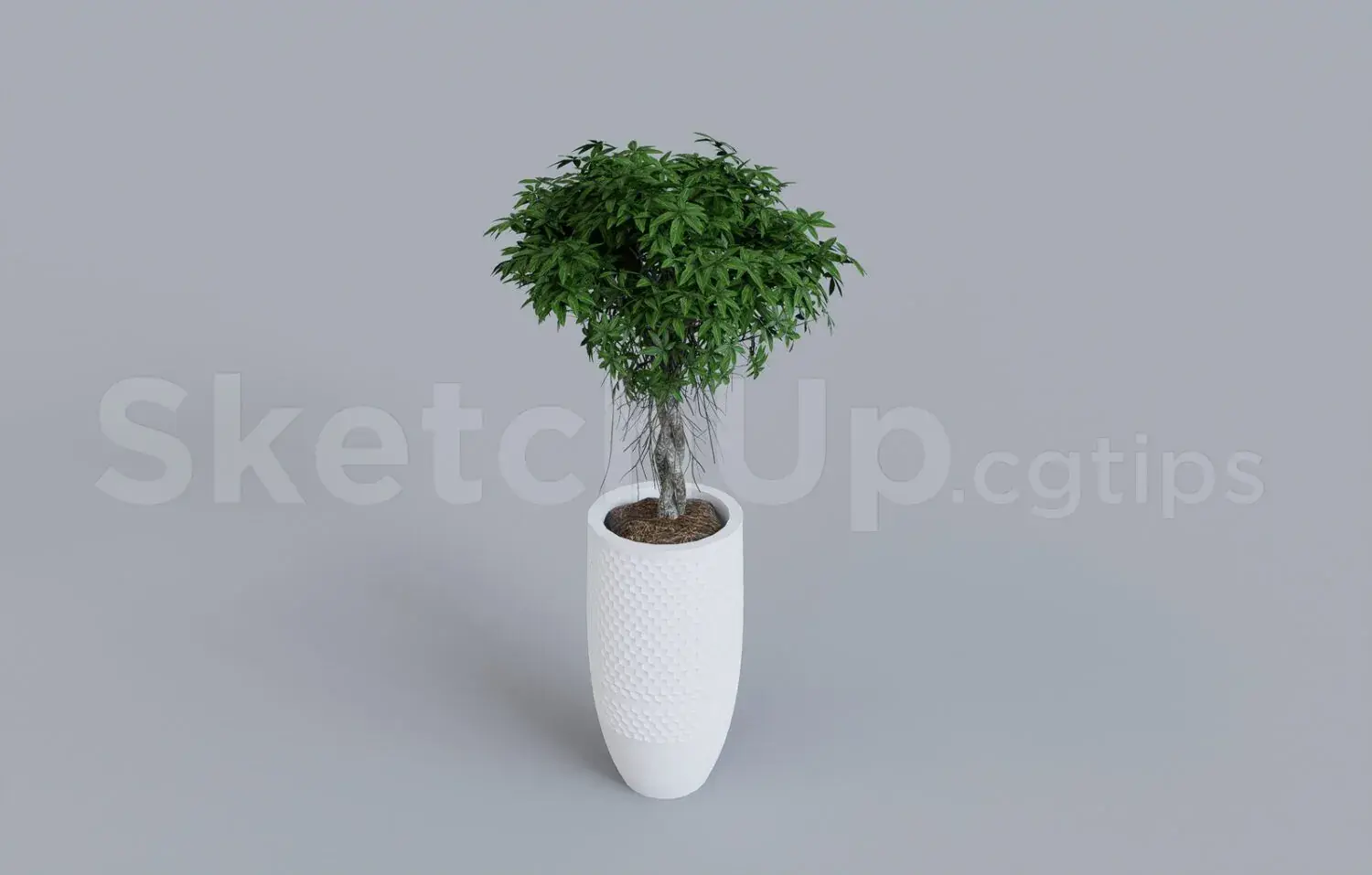 Plant