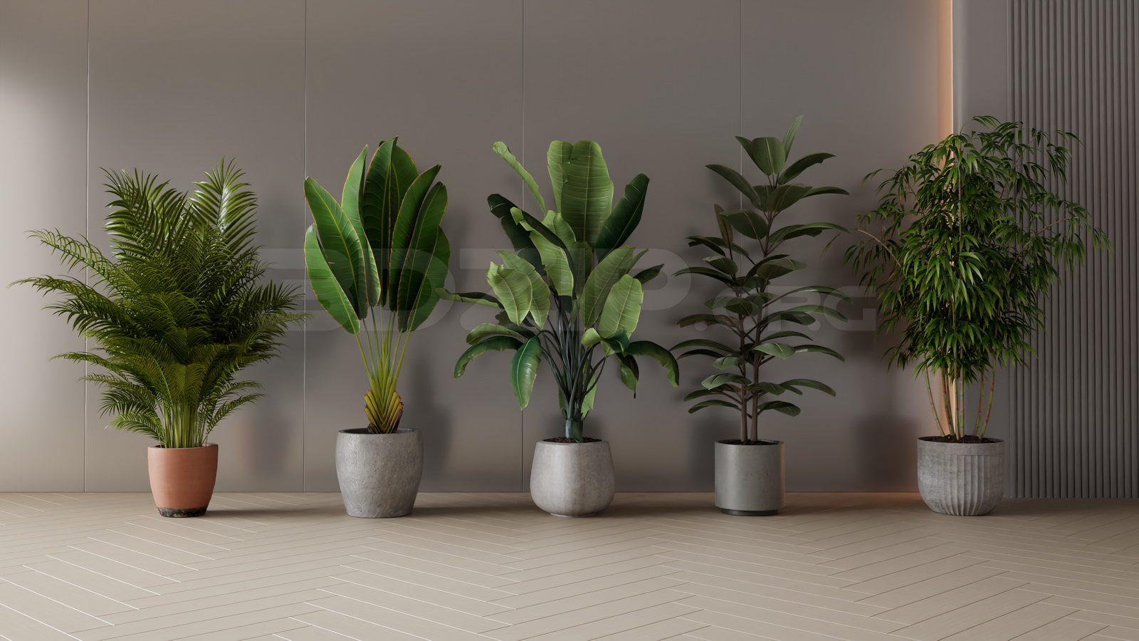 Plants