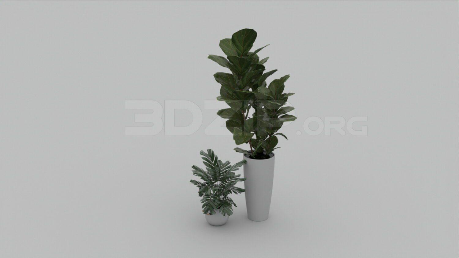 Plant