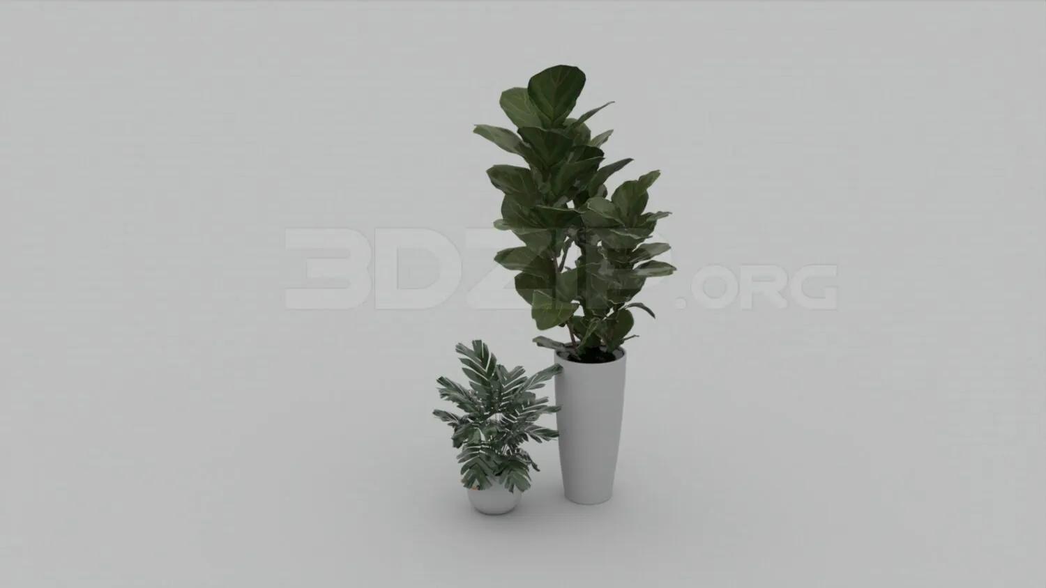 Plant