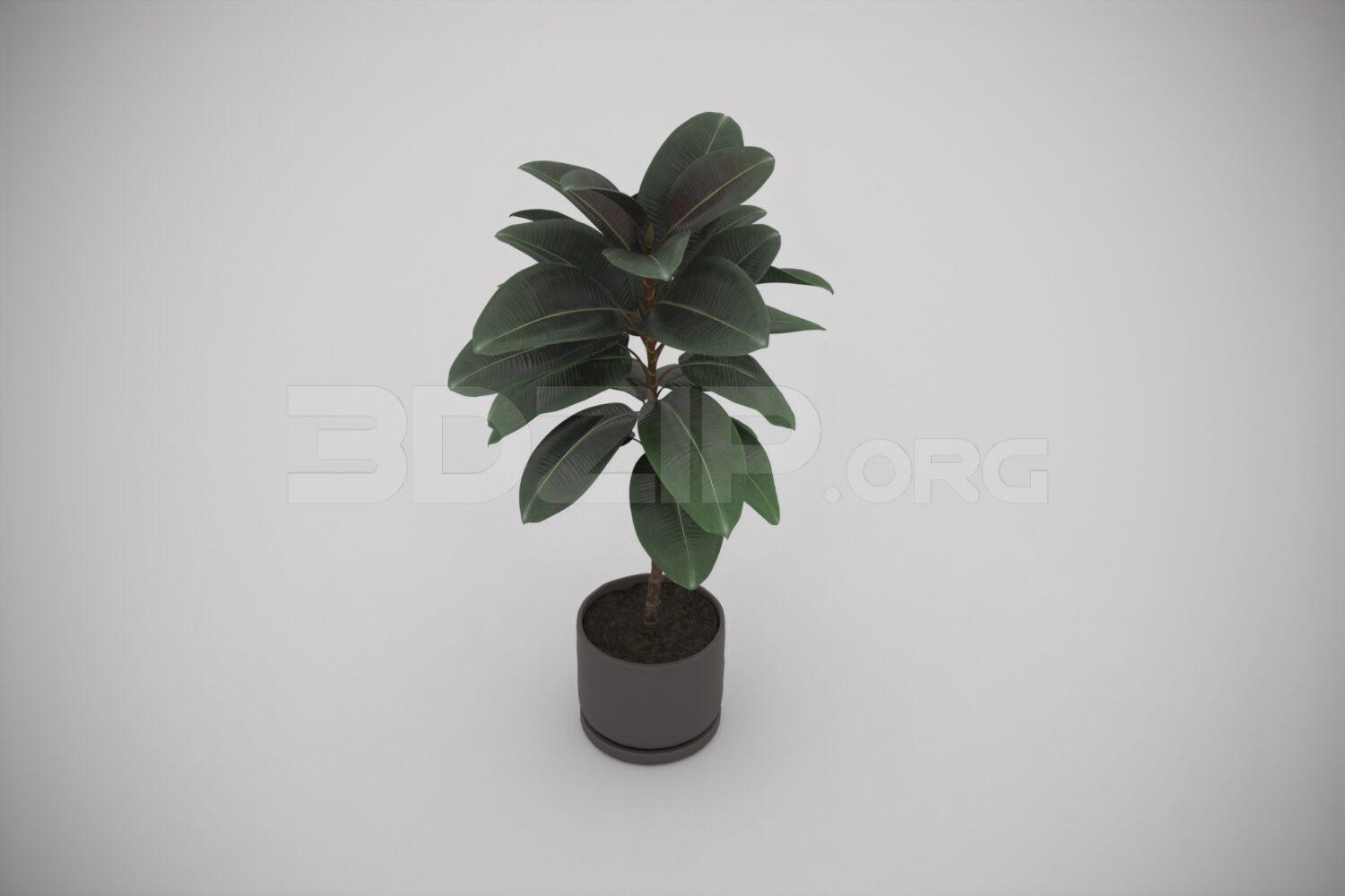 Plant