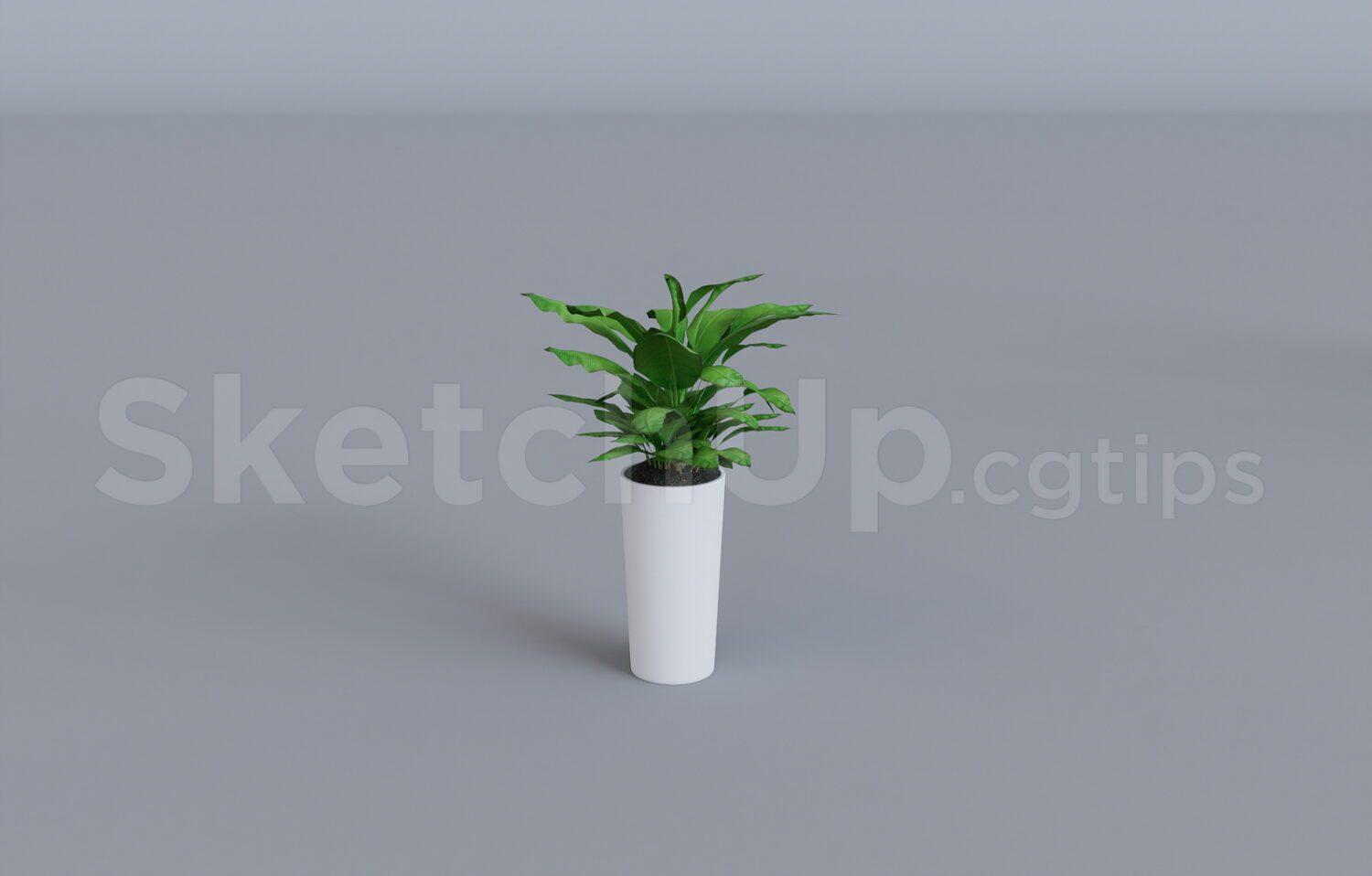 Plant