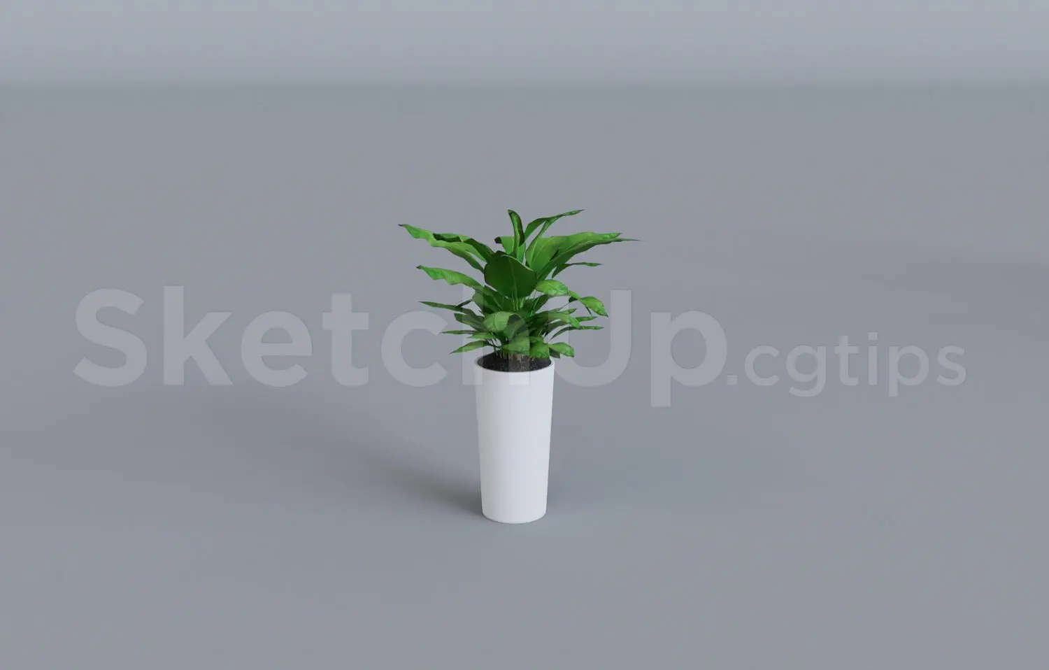 Plant