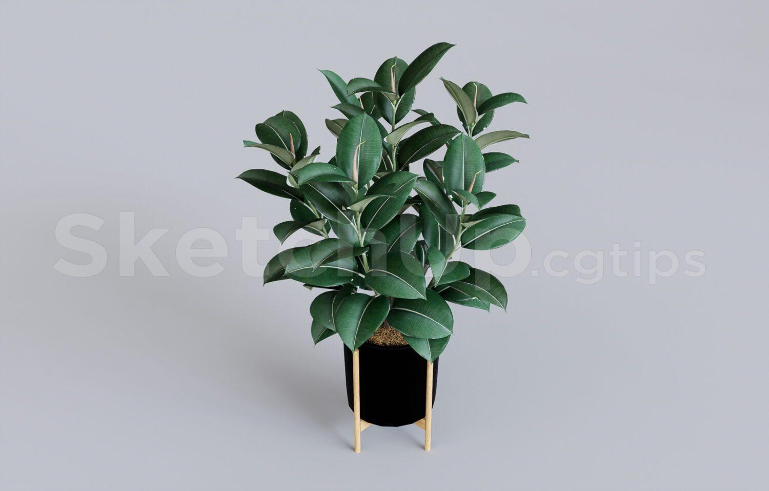 Plant