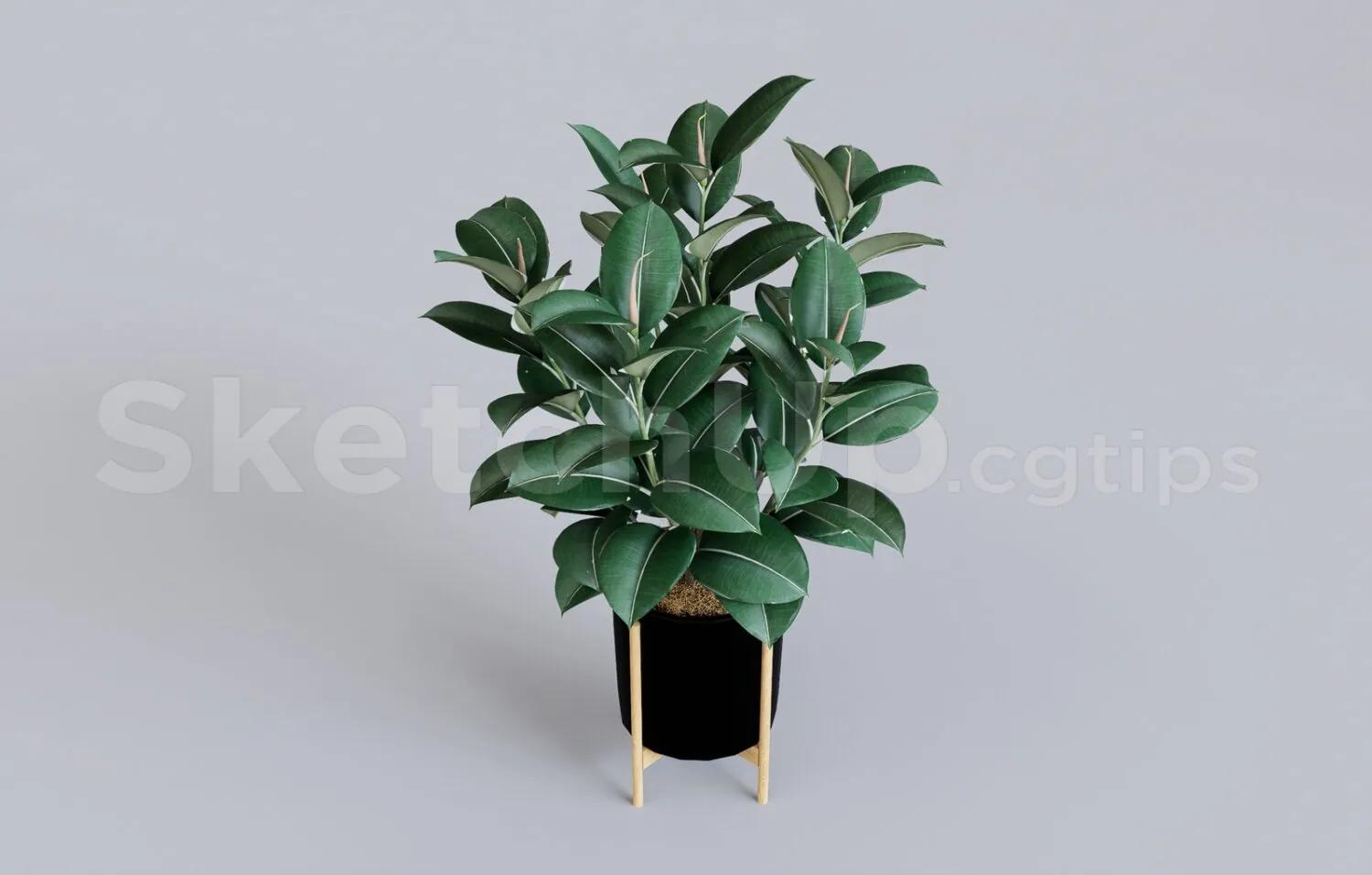 Plant