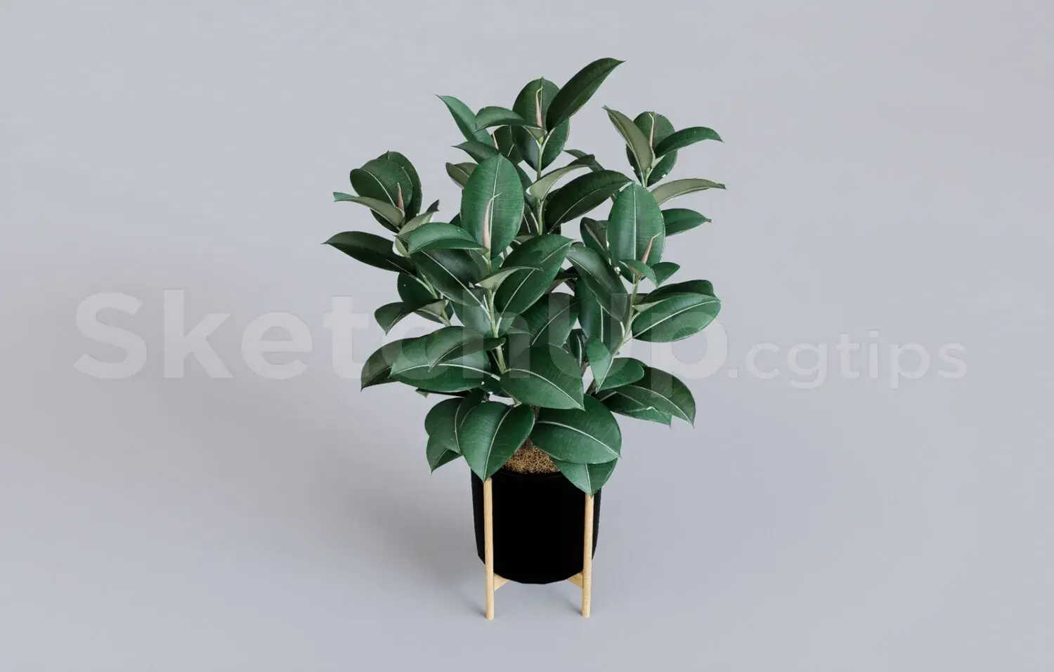 Plant