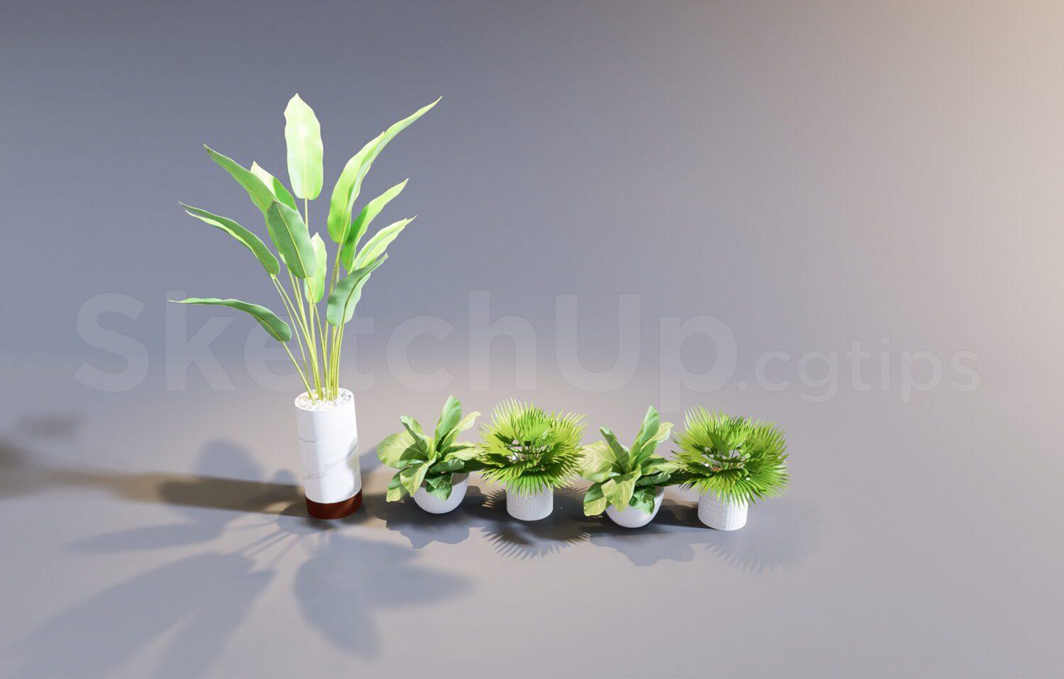 Plant