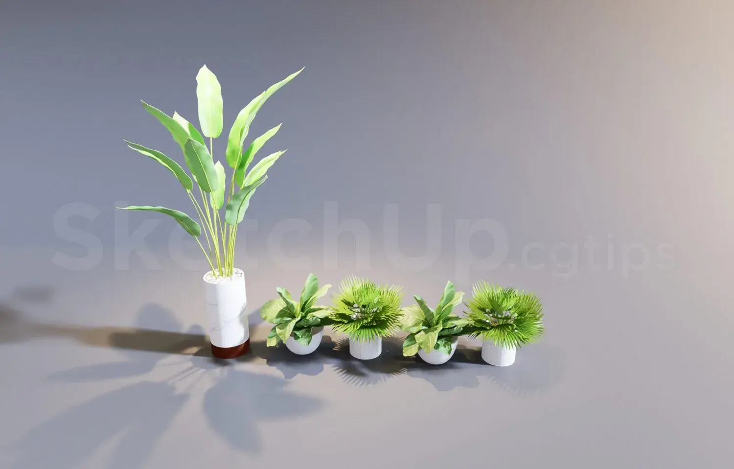 Plant