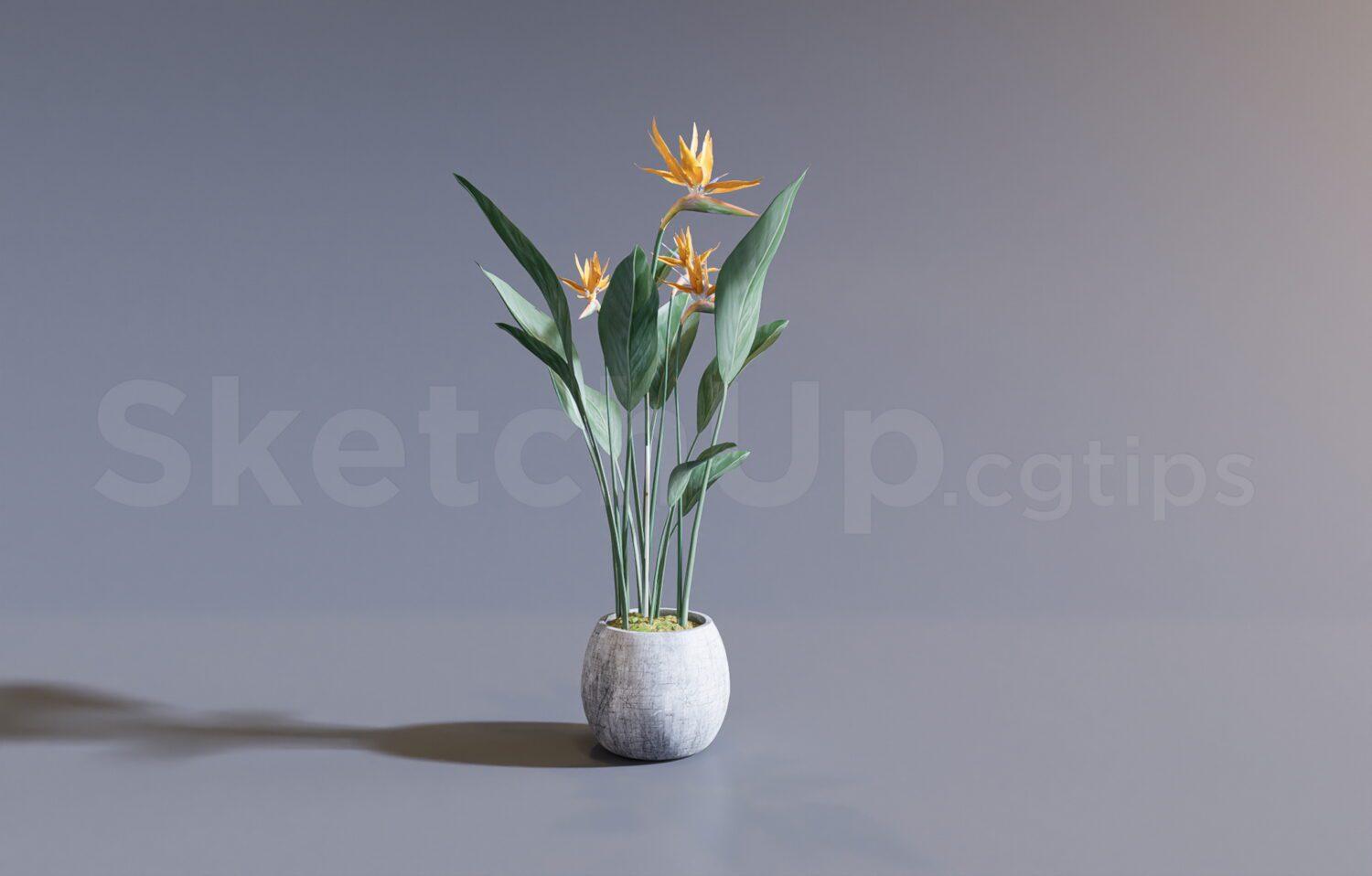 Plant