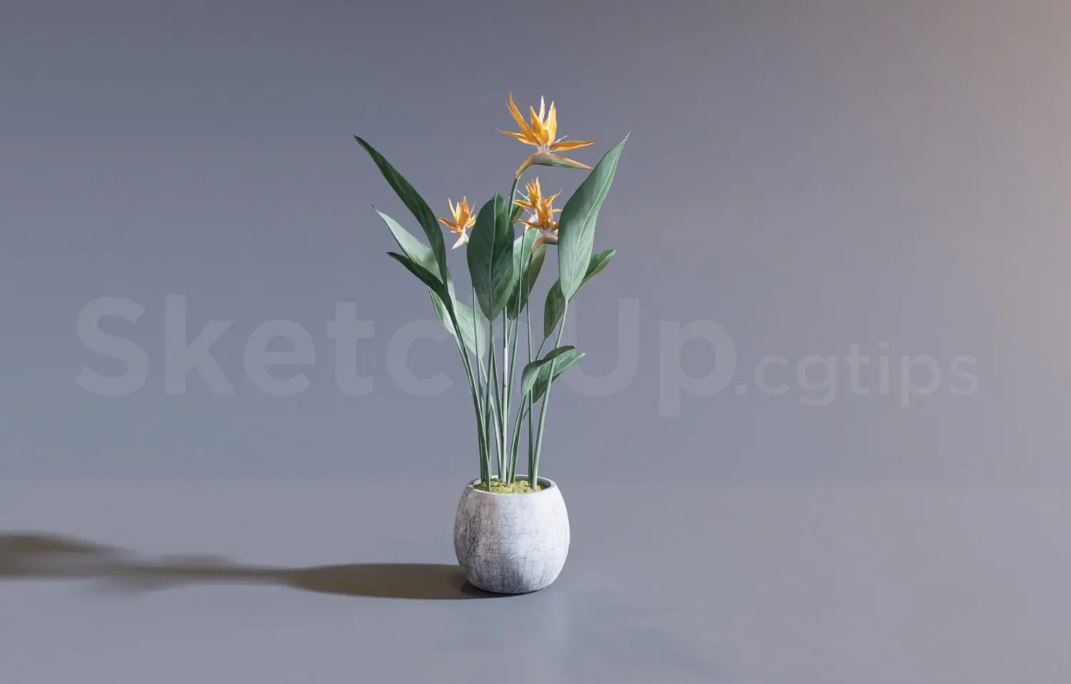 Plant