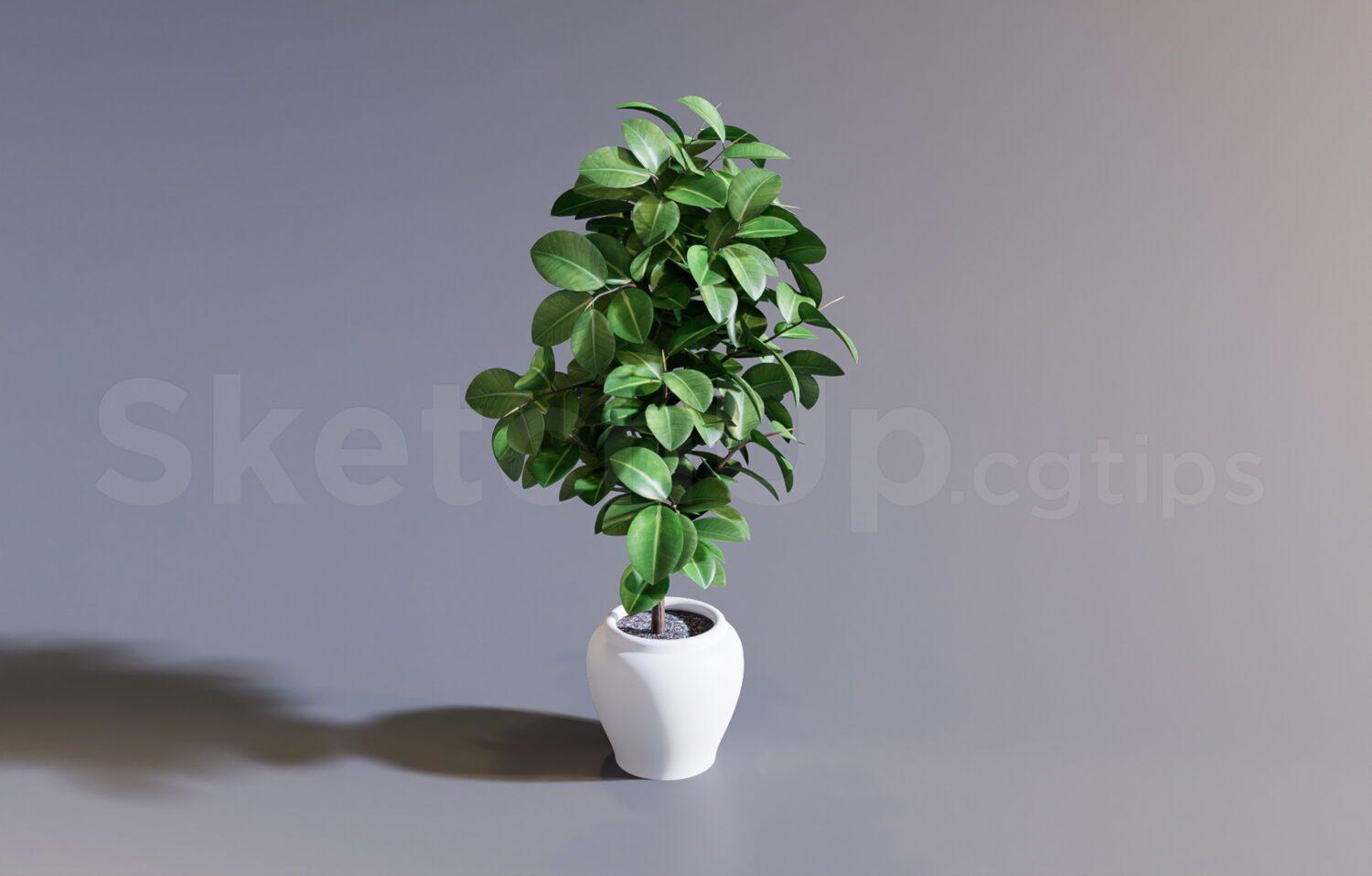 Plant