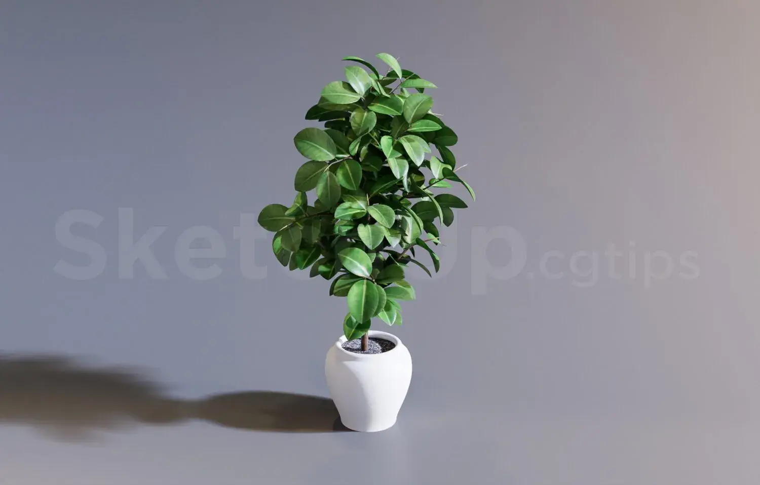 Plant