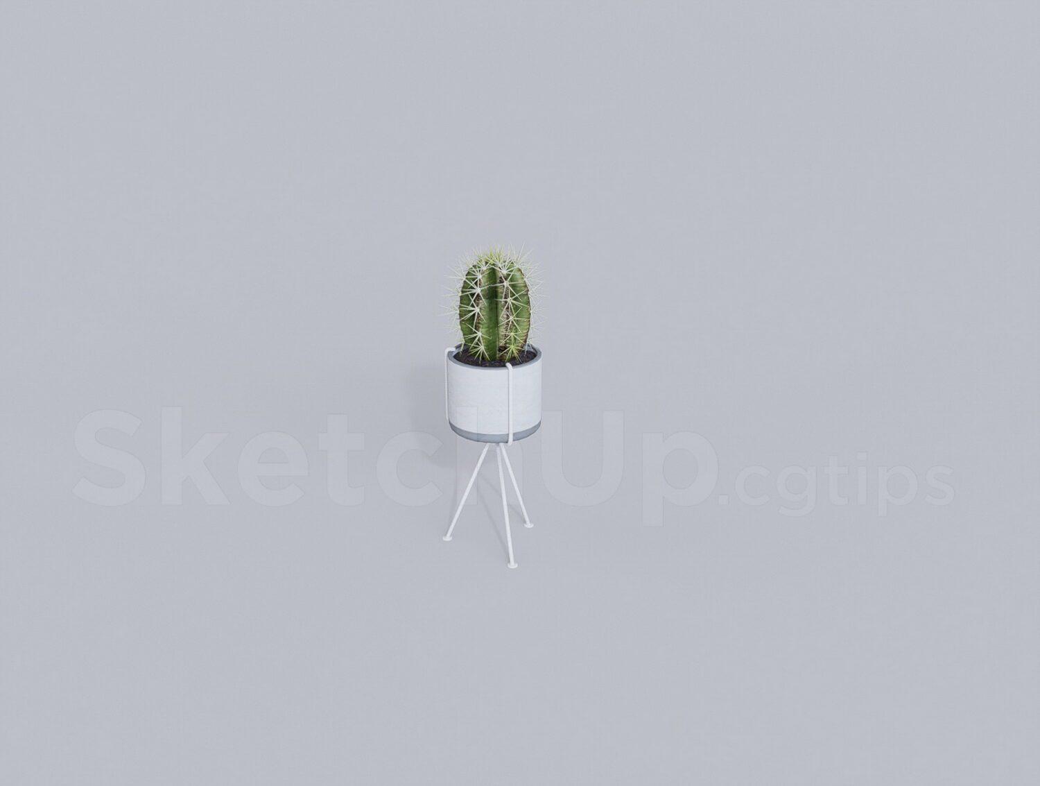 Plant