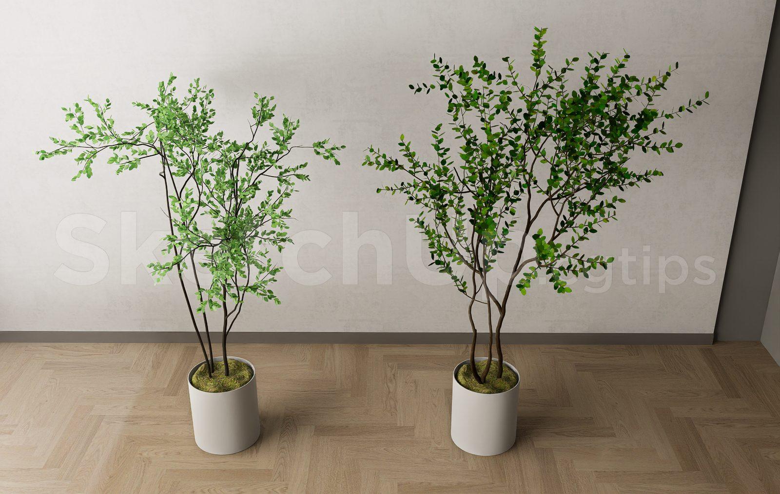 Plant