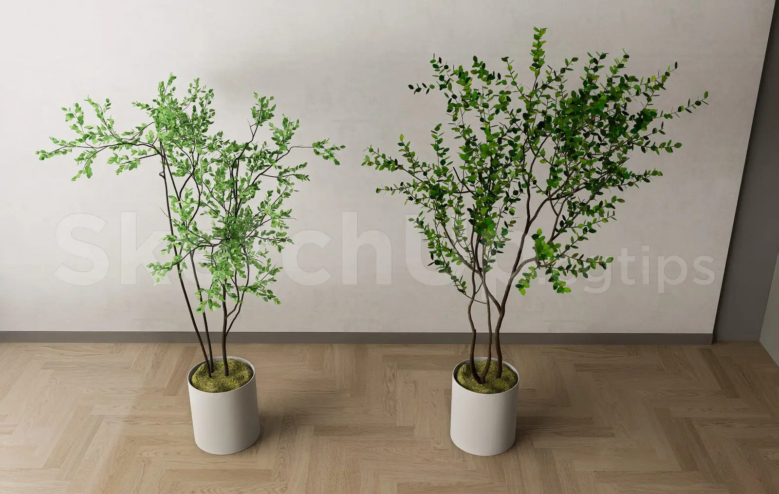 Plant