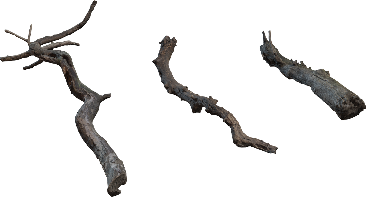 Dry Branches Medium 1