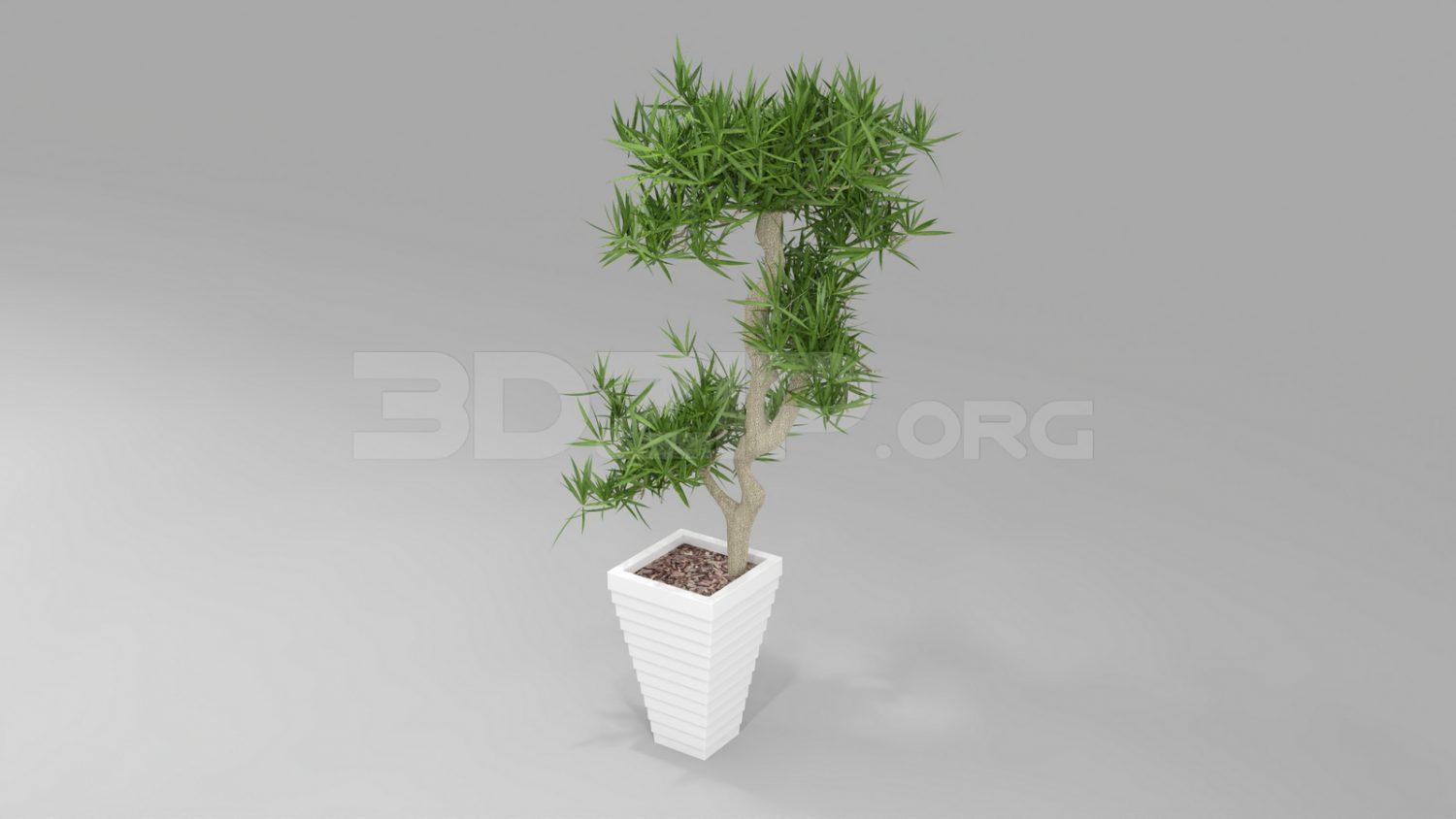 Plant