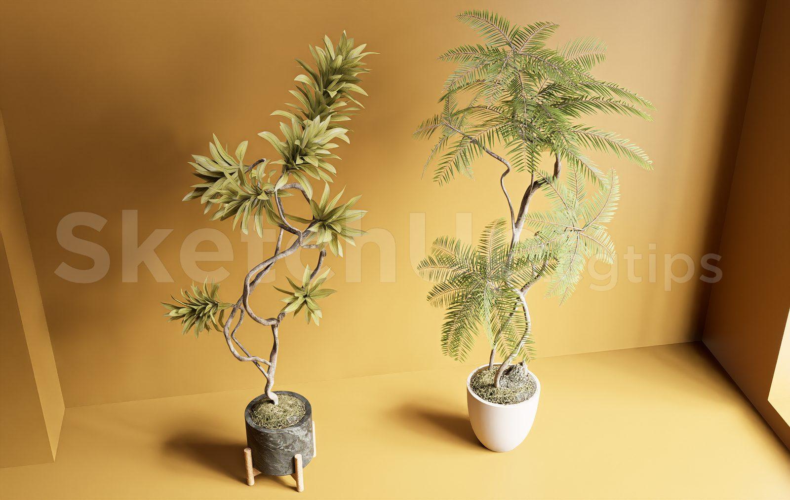 Plant