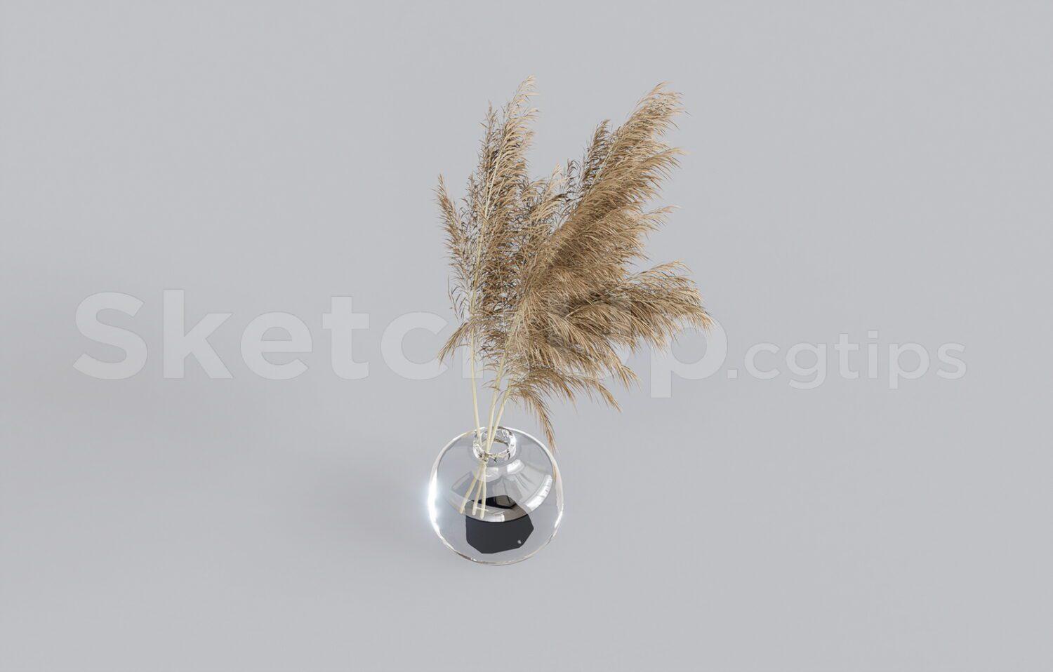 Pampas Grass