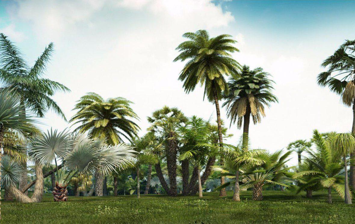 Tree Plant