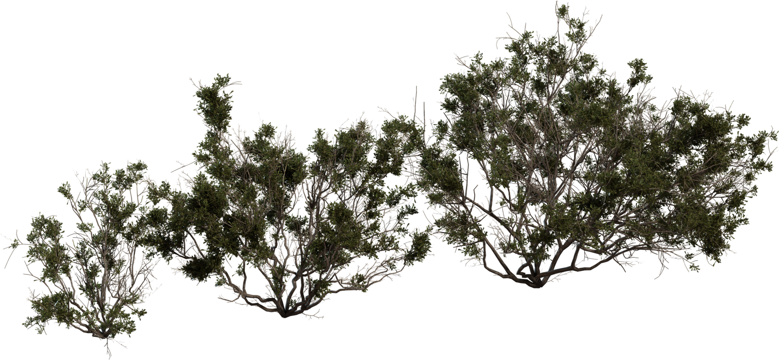 Searsia Burchellii