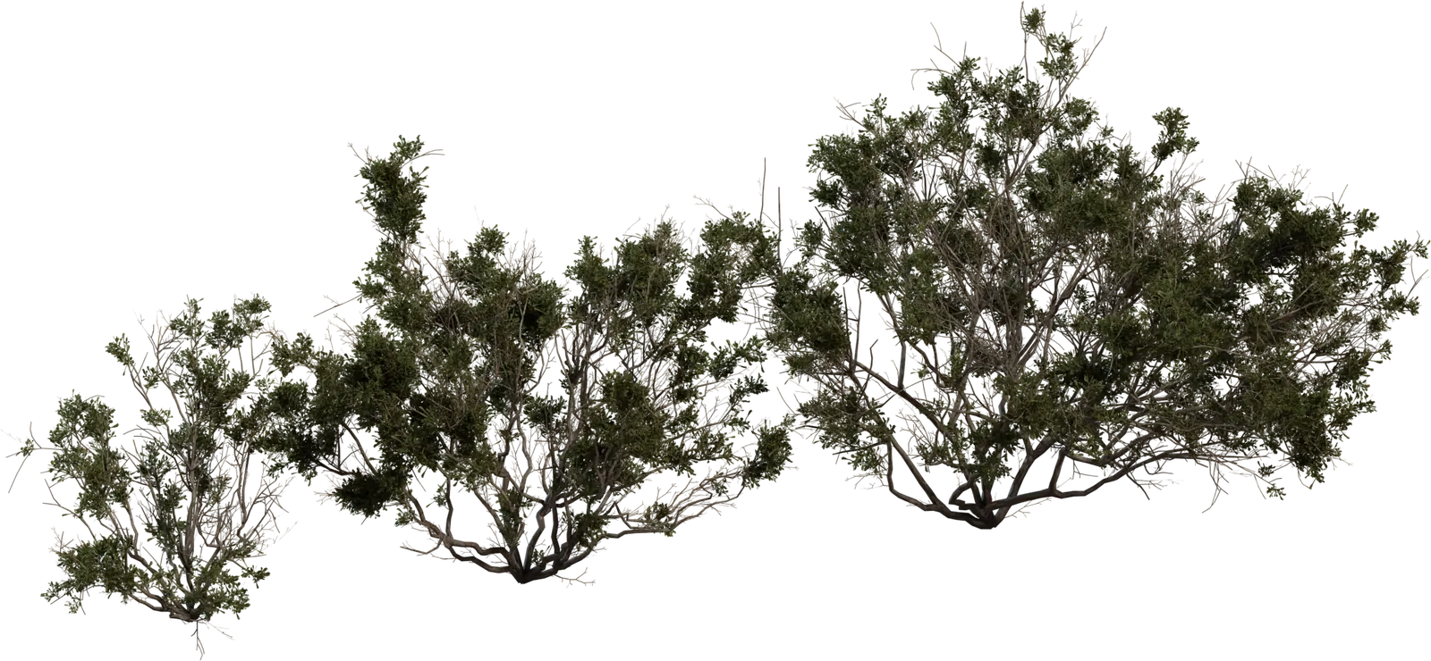 Searsia Burchellii