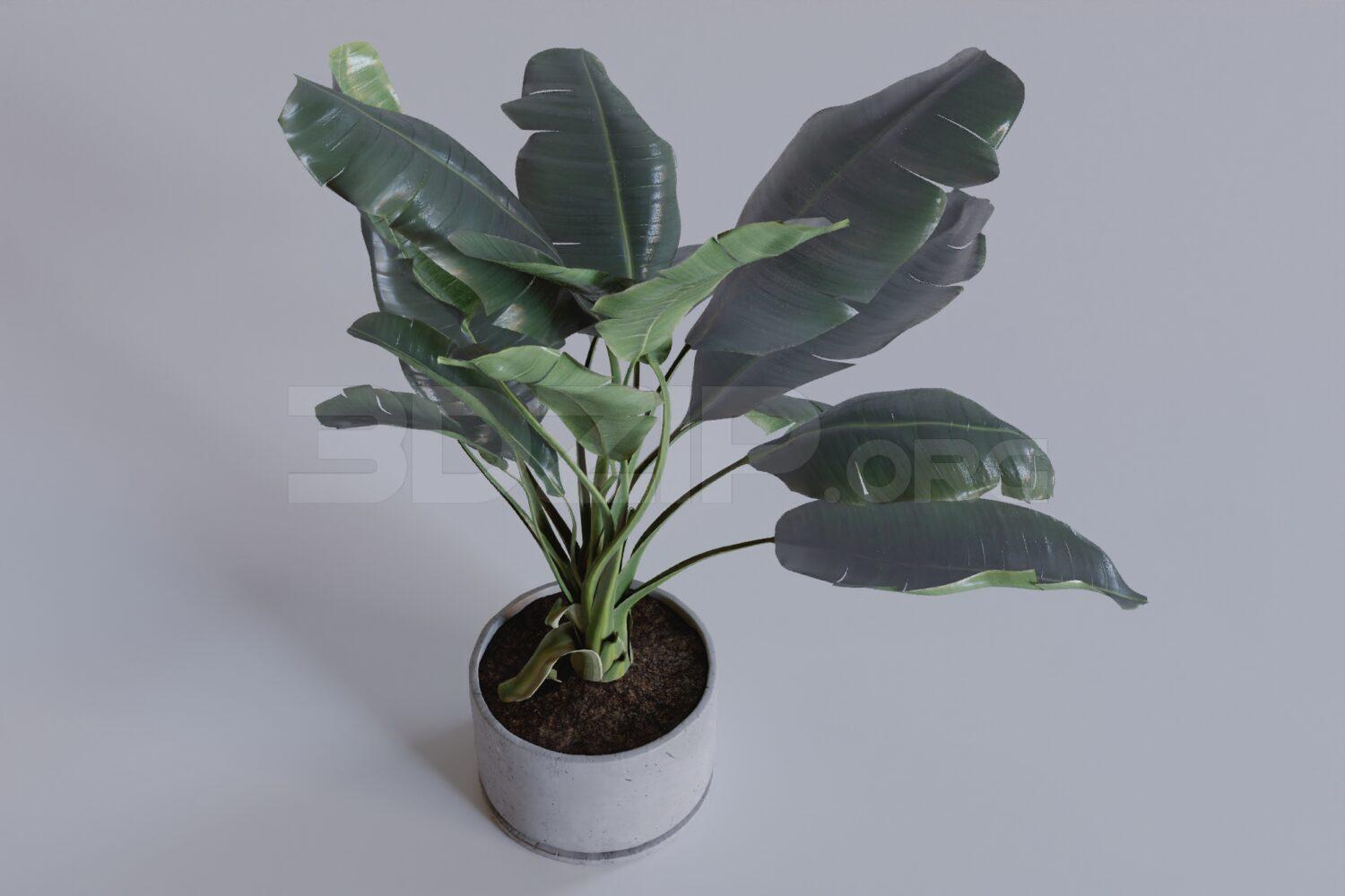 Plant