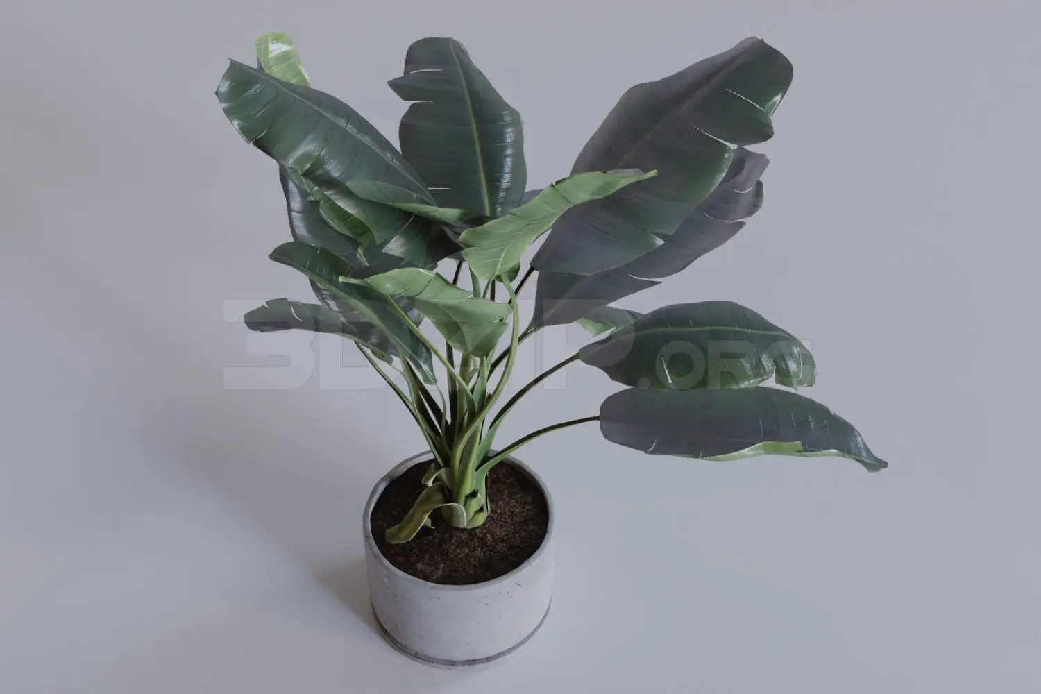 Plant