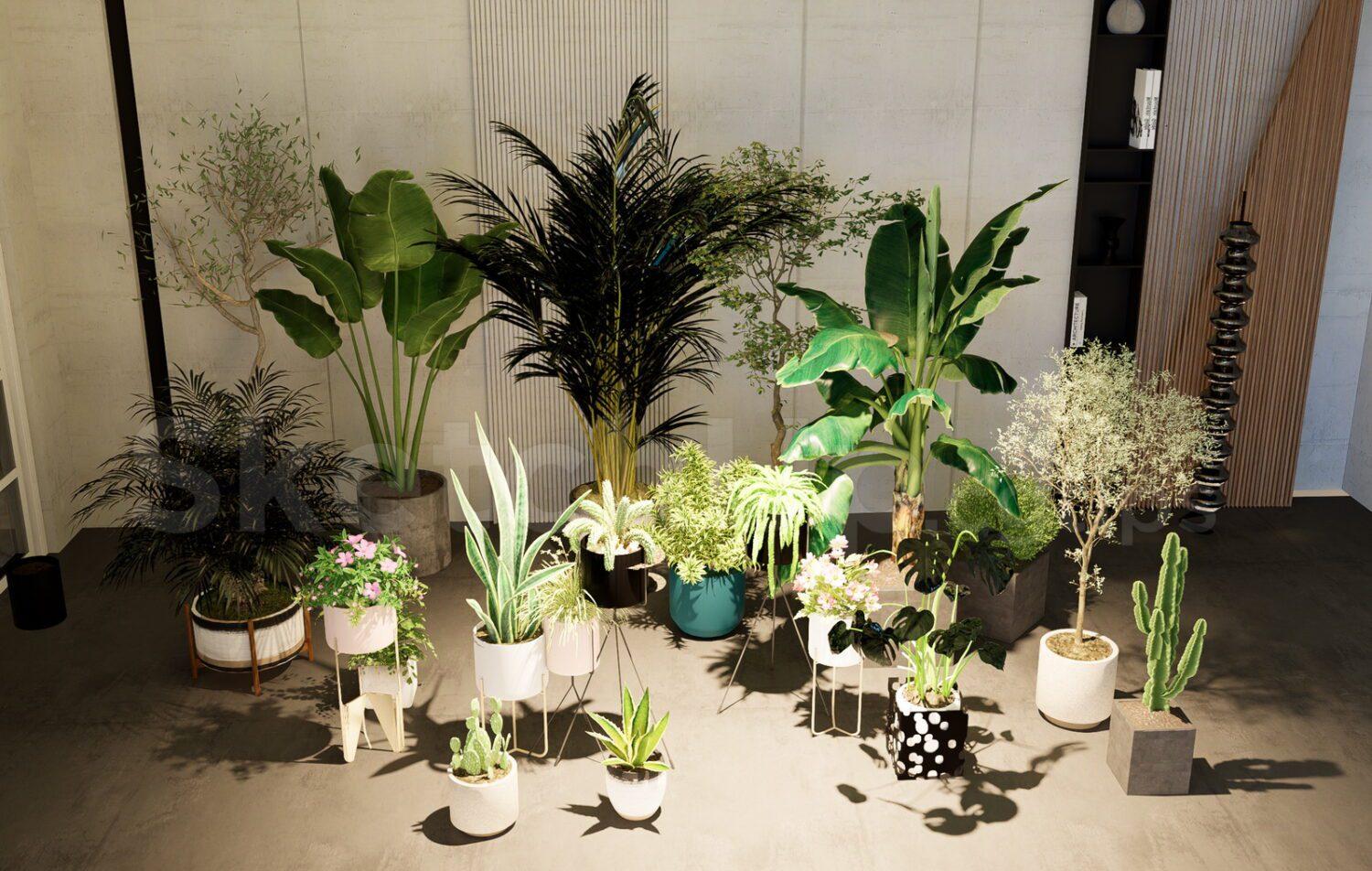 Plants