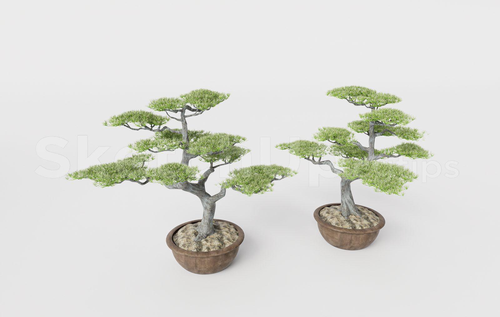 BonSai Tree