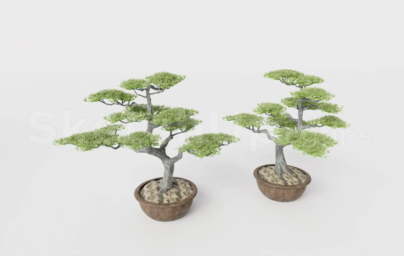 BonSai Tree