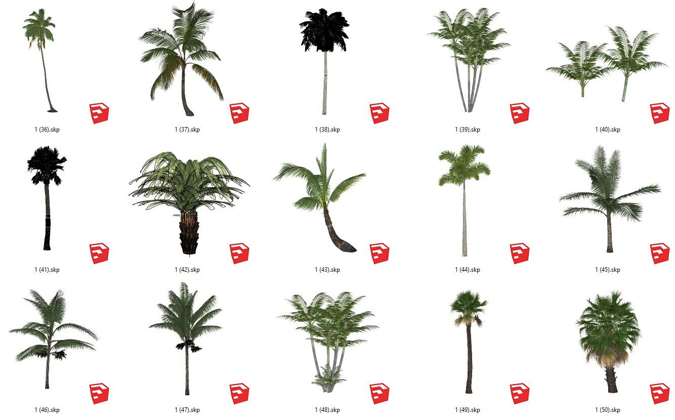 Palm tree, Cycadaceae tree, Areca tree