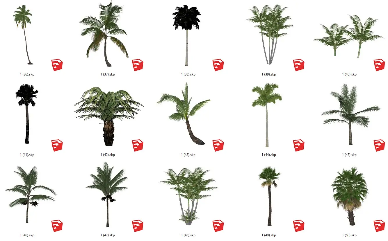 Palm tree, Cycadaceae tree, Areca tree