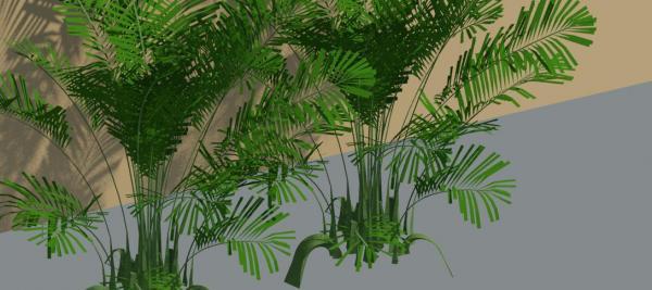 Palmilla Plant
