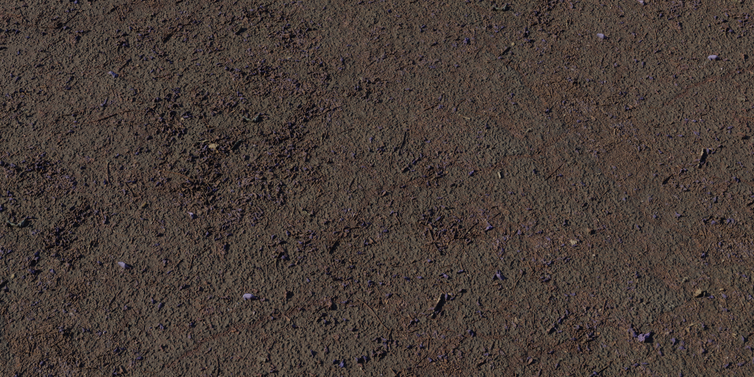 Flower Scattered Asphalt