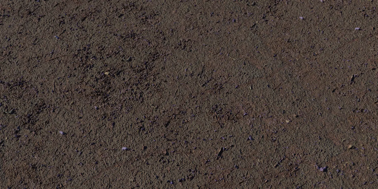 Flower Scattered Asphalt