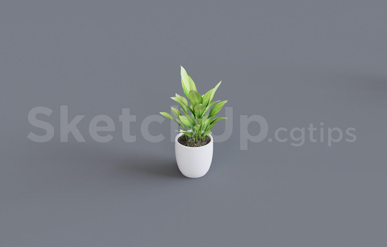 Plant