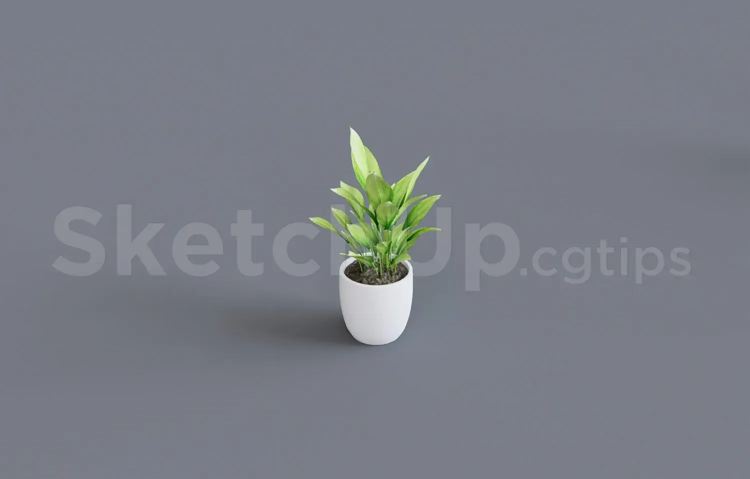 Plant