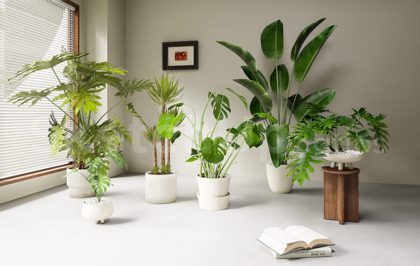 Plant
