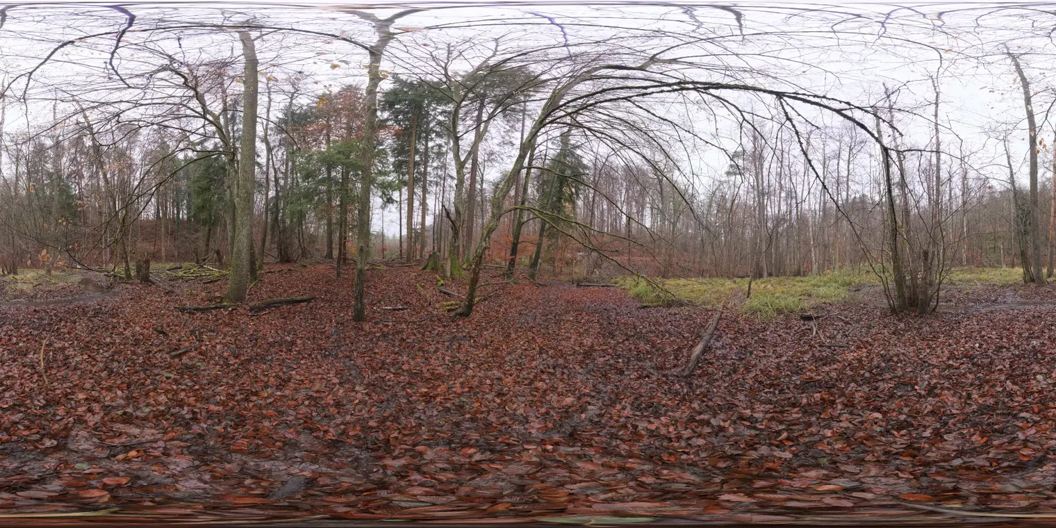 Muddy Autumn Forest — preview 1, by Andreas Mischok (Poly Haven, CC0)