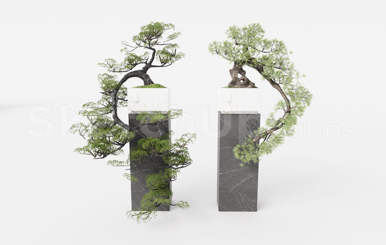 BonSai Tree