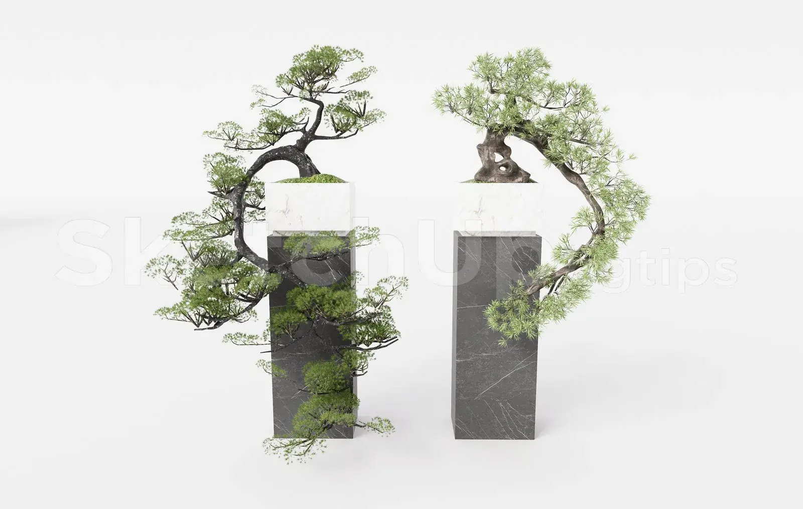 BonSai Tree
