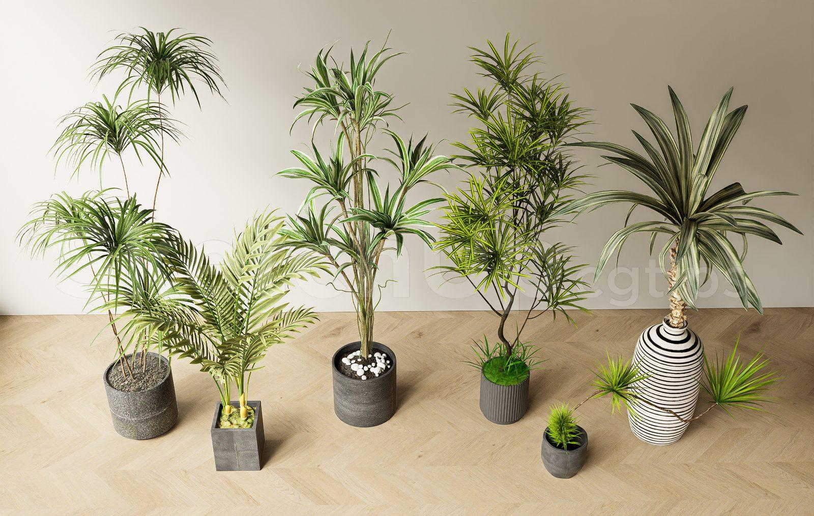 Modern Indoor Potted Plants and Trees