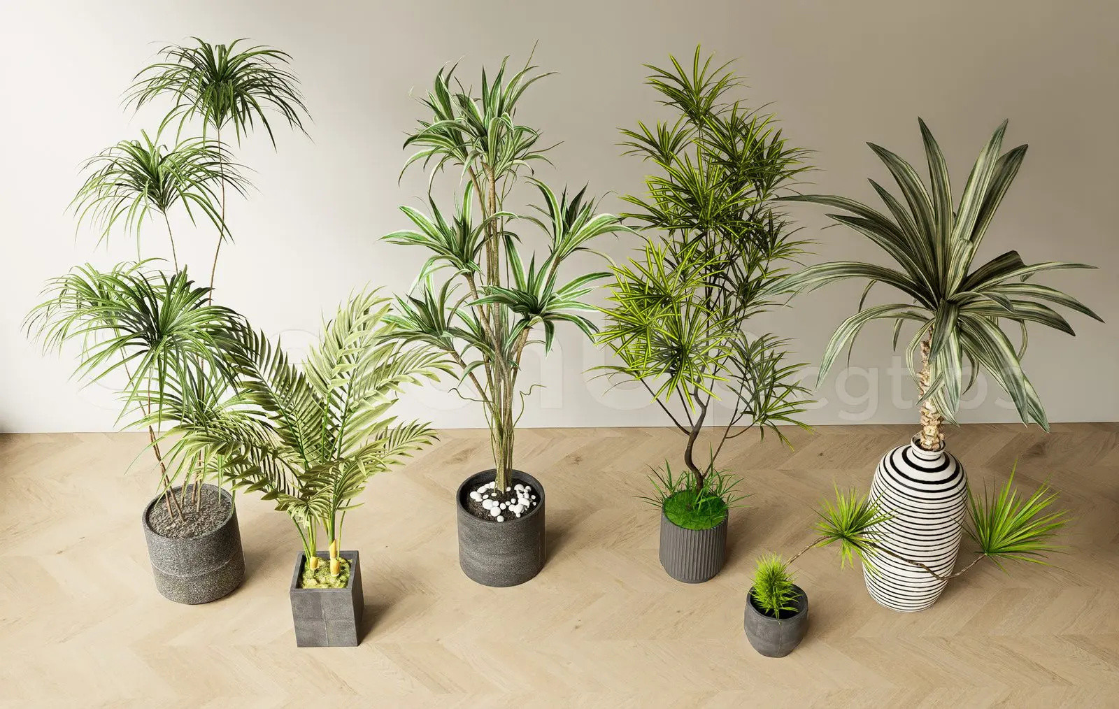 Modern Indoor Potted Plants and Trees