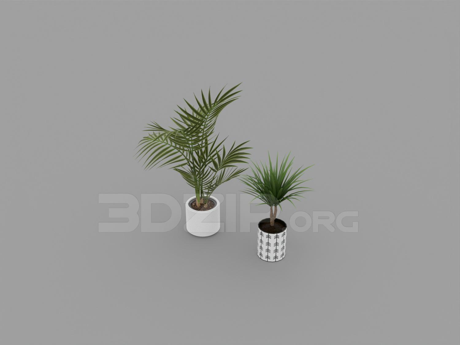 Plant