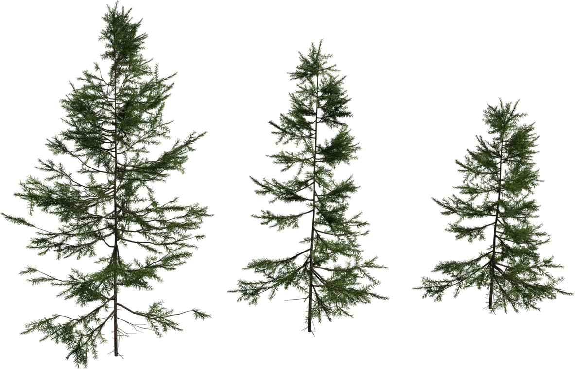 Fir Sapling Medium