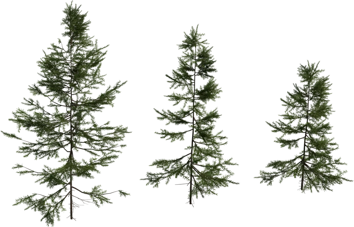 Fir Sapling Medium