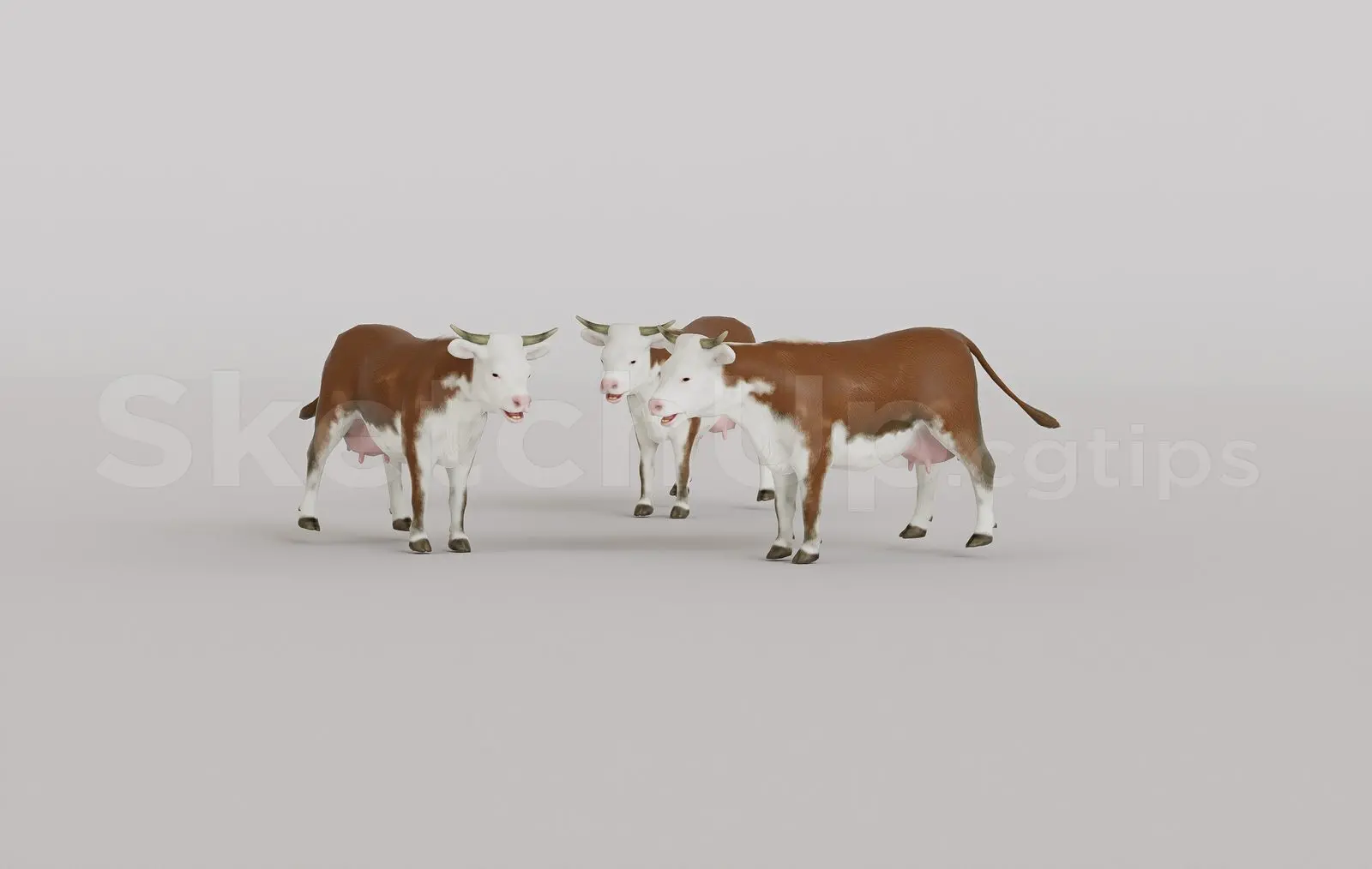 Animal